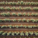 découvrez comment la cartographie de vigueur des cultures permet d'ajuster la densité de la taille hivernale des ceps de vigne pour optimiser la qualité et le rendement de votre vignoble.