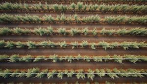 découvrez comment la cartographie de vigueur des cultures permet d'ajuster la densité de la taille hivernale des ceps de vigne pour optimiser la qualité et le rendement de votre vignoble.